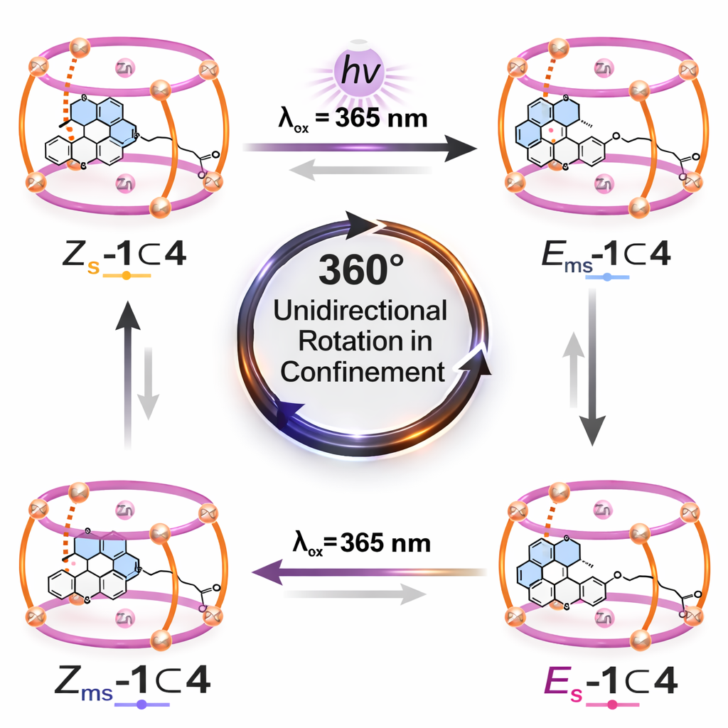 Anchored but Unrestricted: Molecular Rotation in Nanocage Cavities